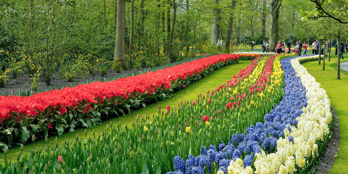  Segel & Radreise zur Tulpenblüte in Holland Illustration 