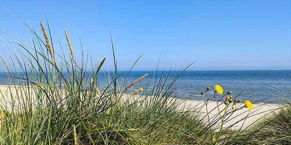 Nordsee Texel Dünen