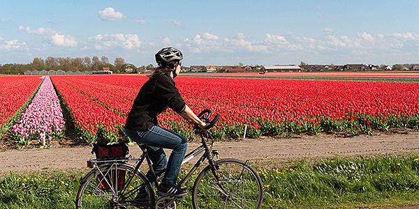 Radfahrer Tulpenblüte Holland