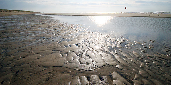 Insel Texel Wattenmeer