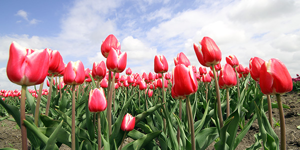 .Rad Schiffsreise Tulpenblüte Holland.