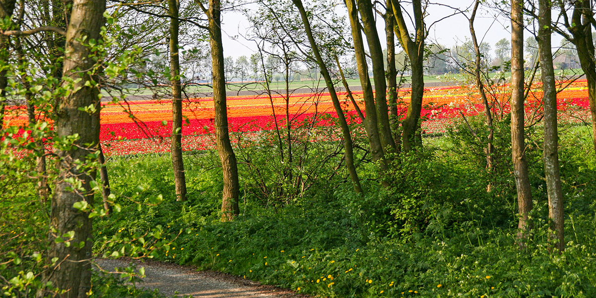  Tulpentour Holland: mit Rad & Schiff durch bunte Blumenfelder Bildidee 
