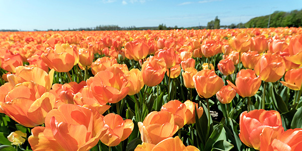 .Niederlande Tulpenblüte.